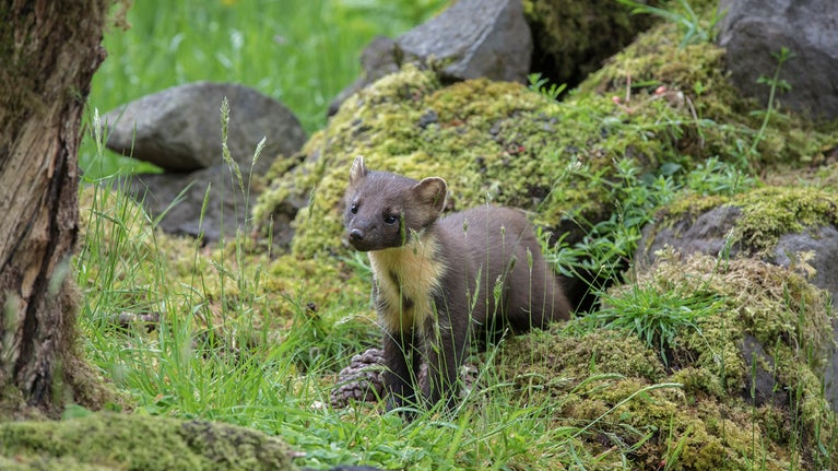 A pine marten is standing next to some mossy stones